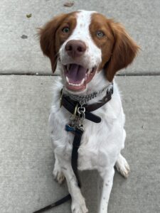 Young Brittany puppy with orange and white fur smiling at the camera as he sits